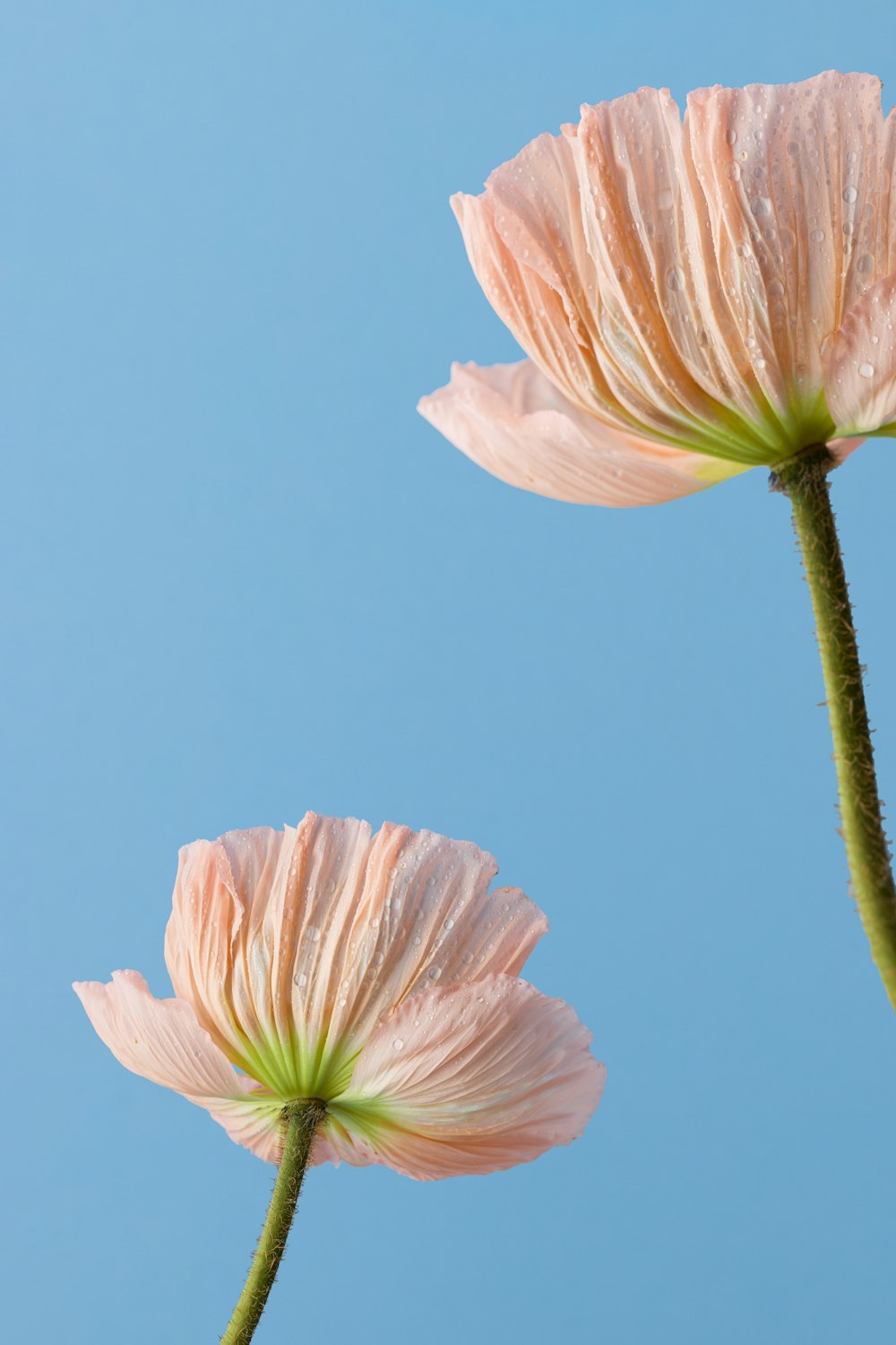 two pink flowers with a blue sky in the background