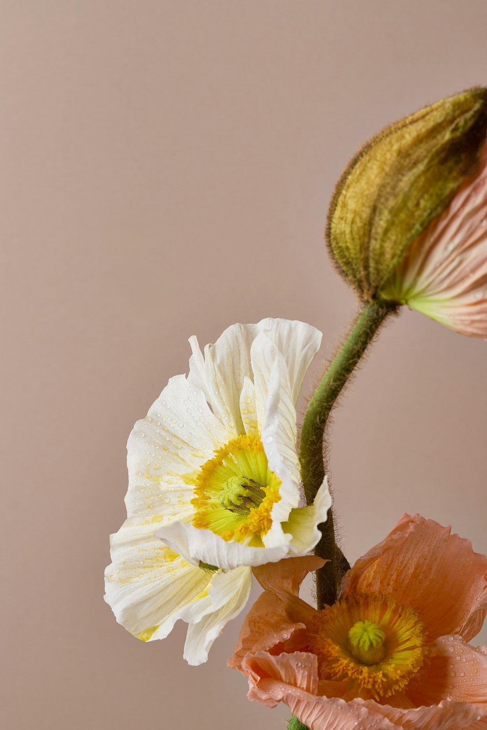 a couple of flowers that are in a vase