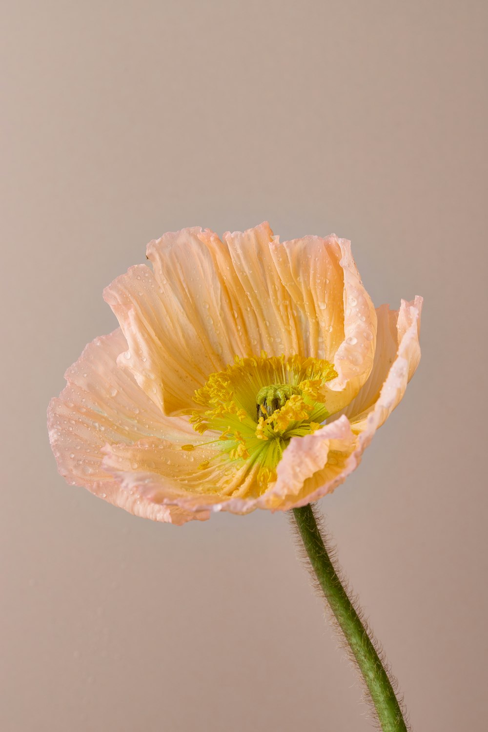 a single yellow flower with water droplets on it