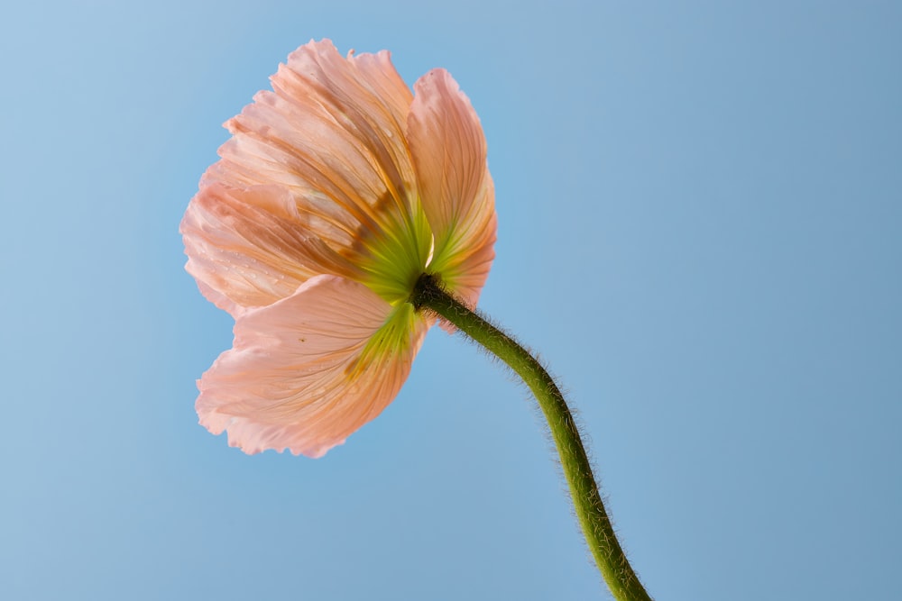 a single pink flower with a blue sky in the background