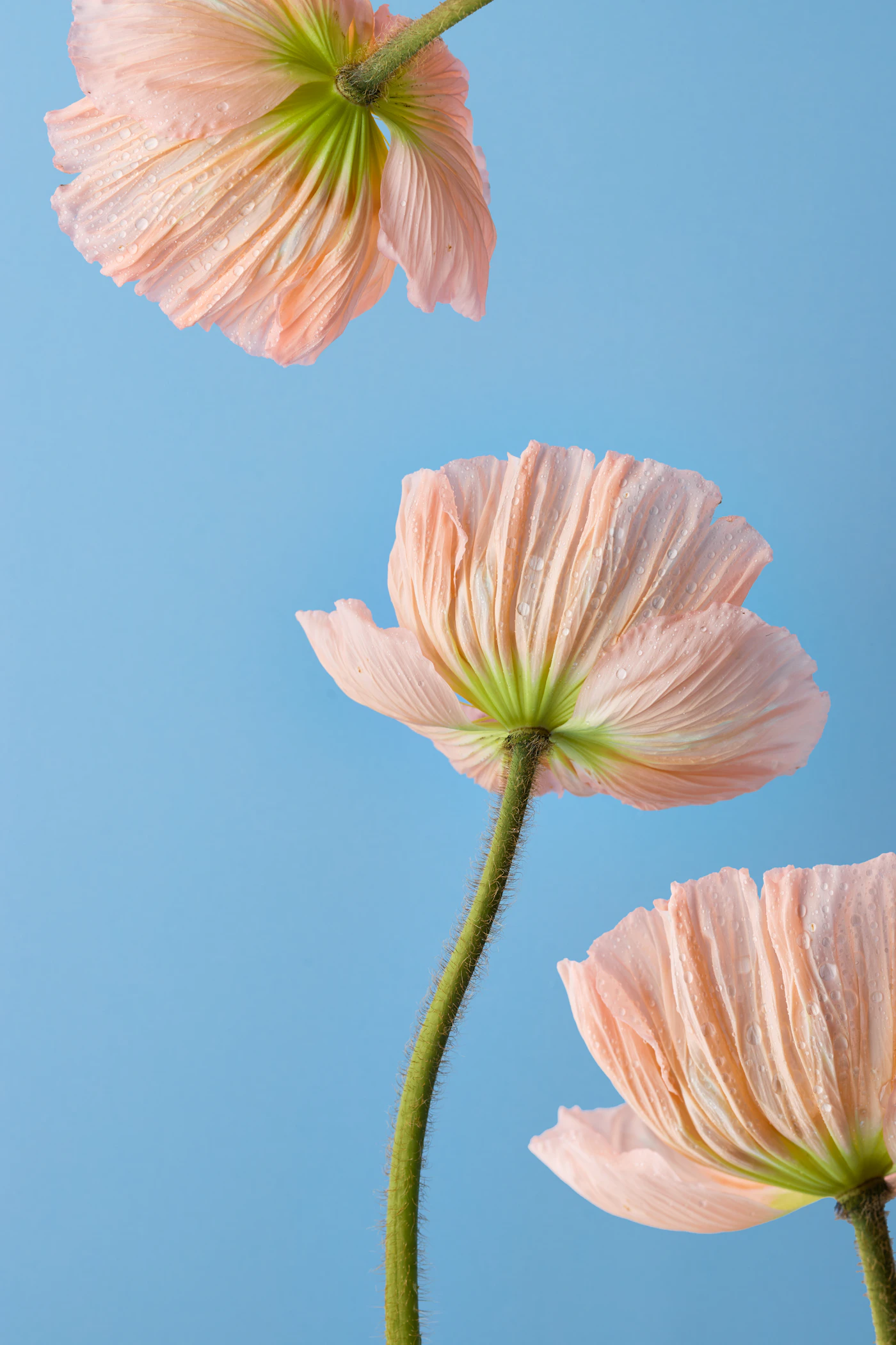 Three peach Iceland poppies on tall stems against a clear blue backdrop