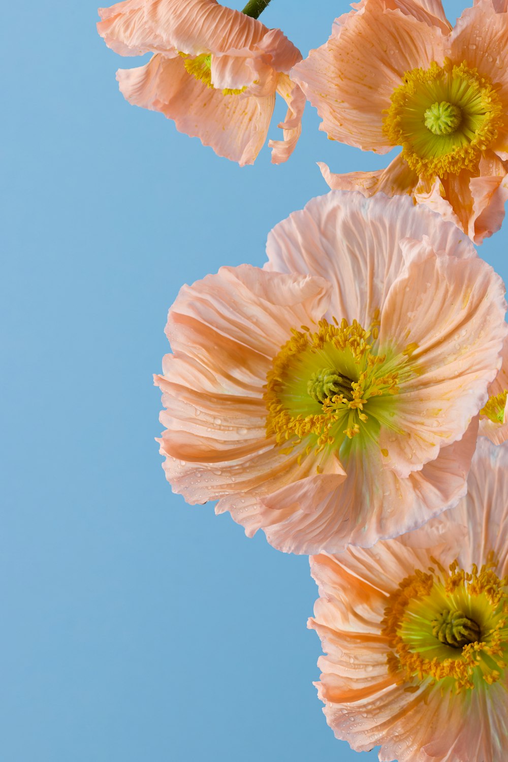 a group of pink flowers against a blue sky