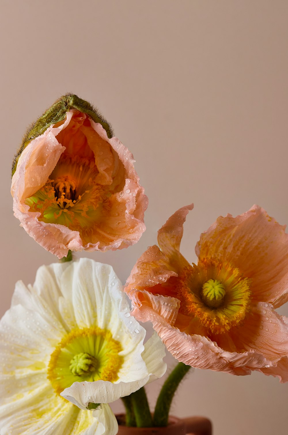 a couple of flowers that are in a vase