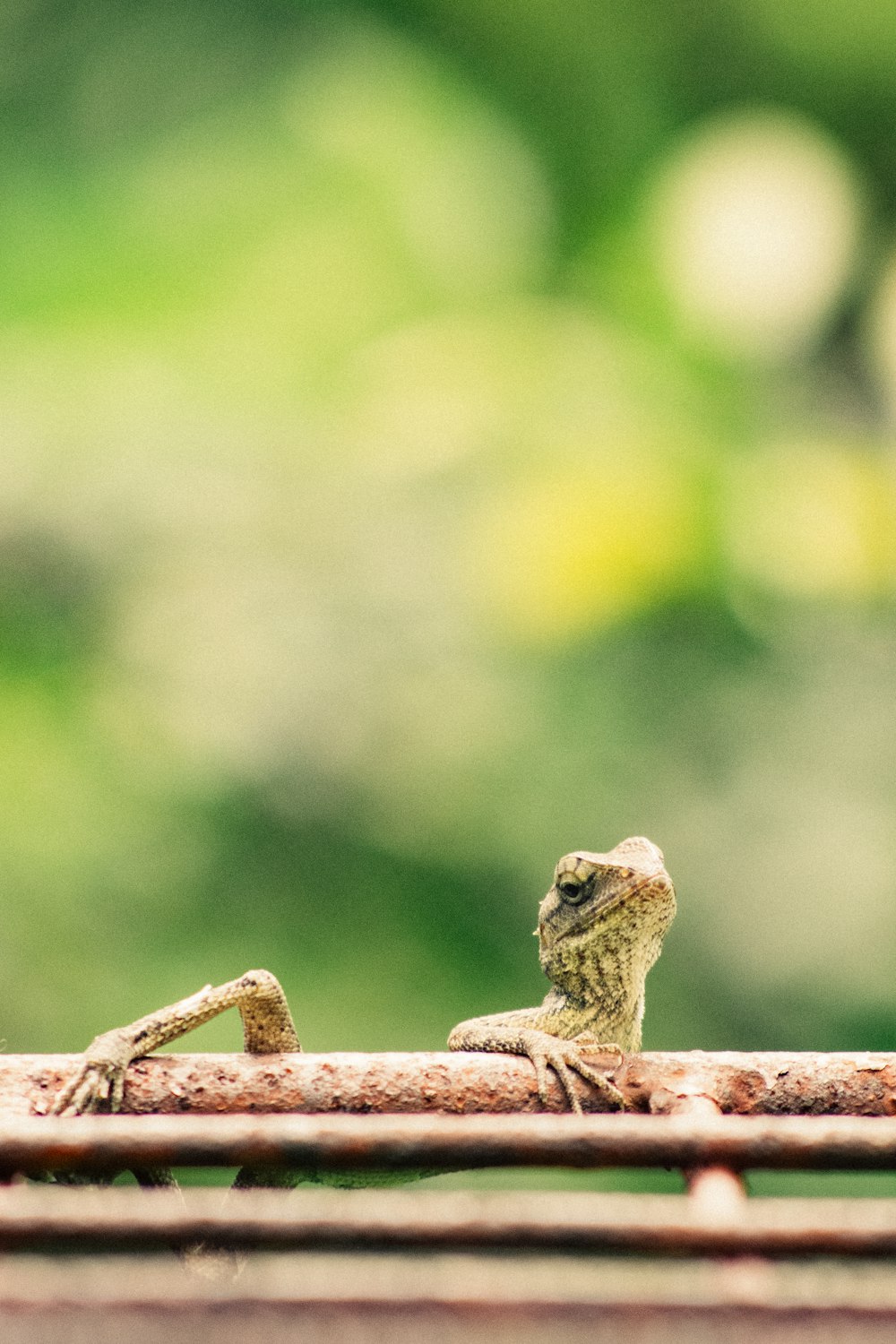 a small lizard sitting on top of a wooden table