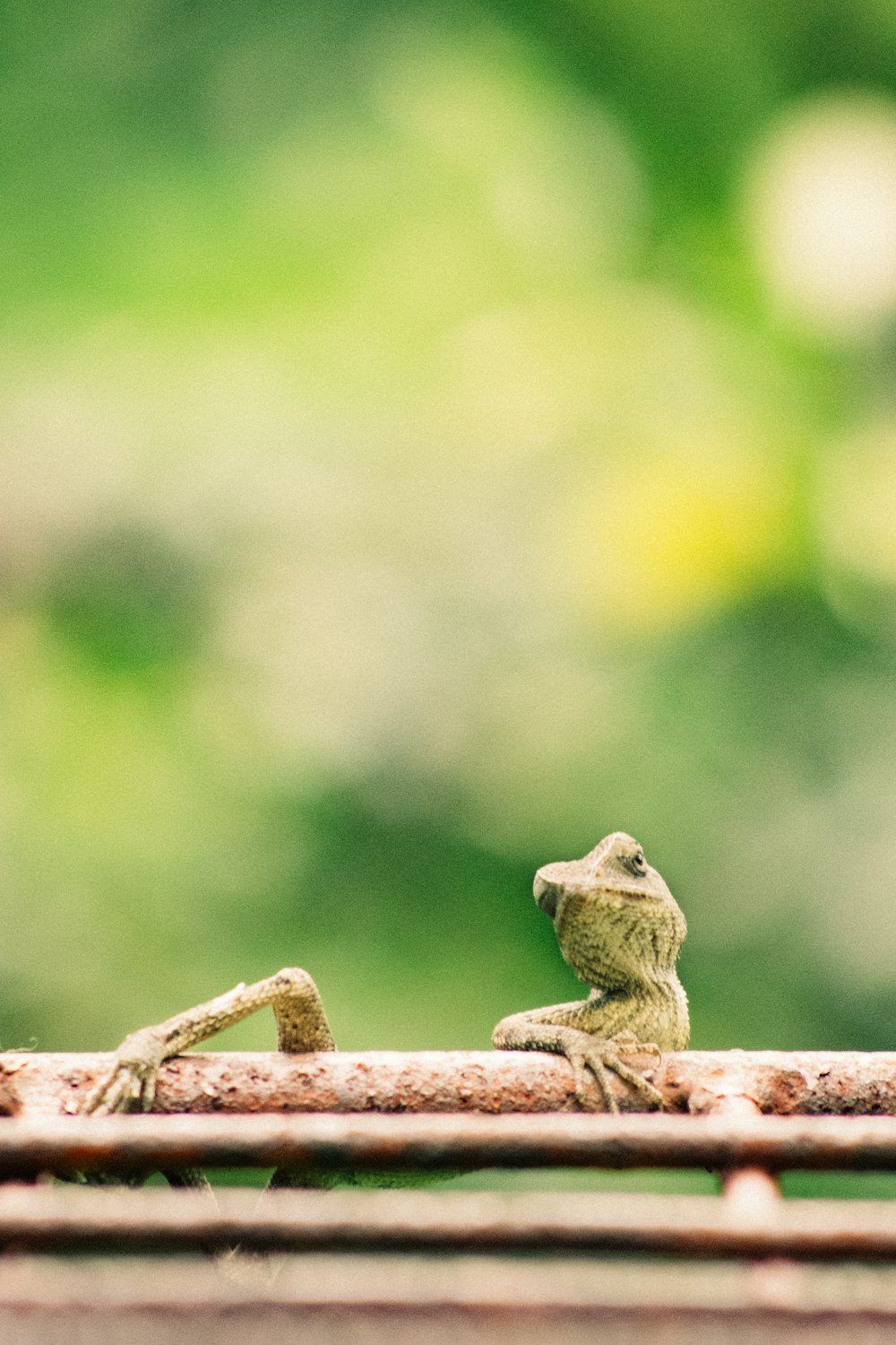 a small frog sitting on top of a wooden table