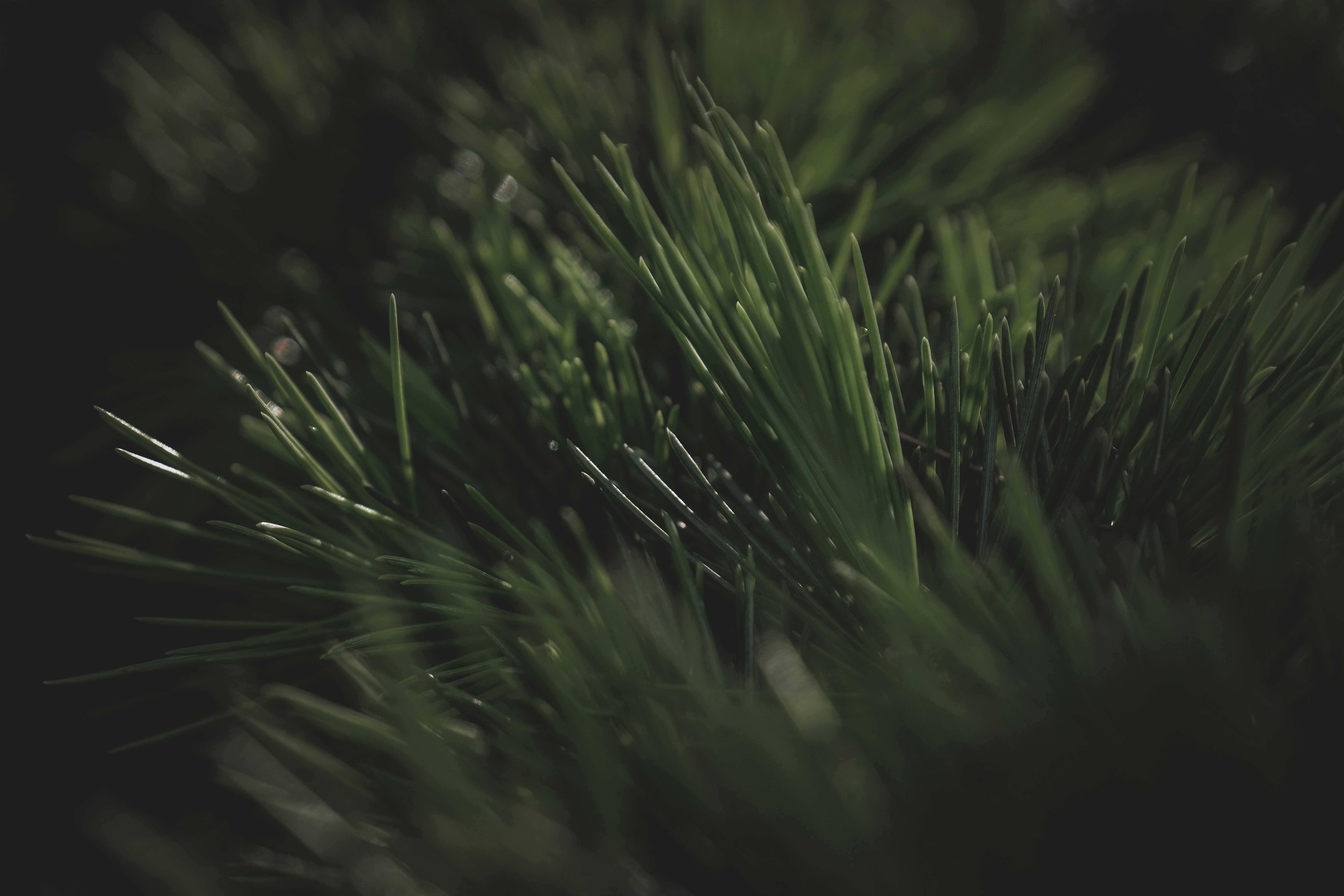 Photo by francesco_ungaro