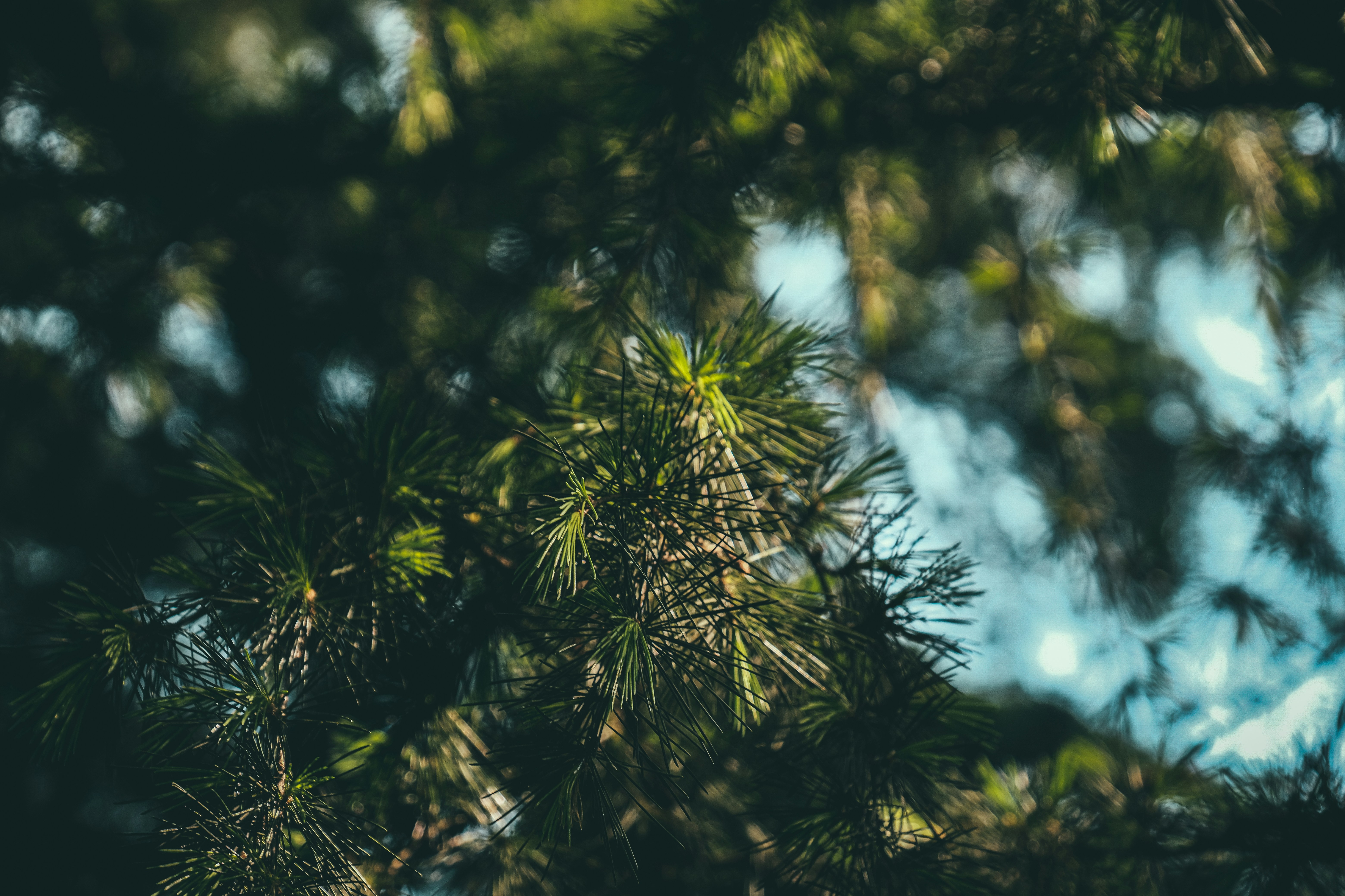 Photo by francesco_ungaro