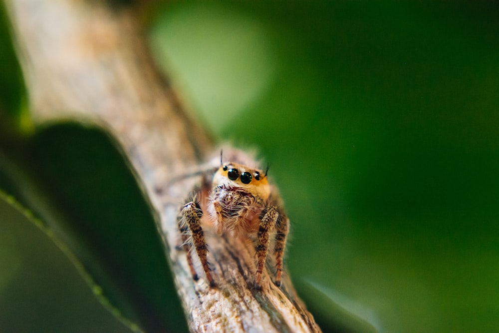 a close up of a spider on a branch