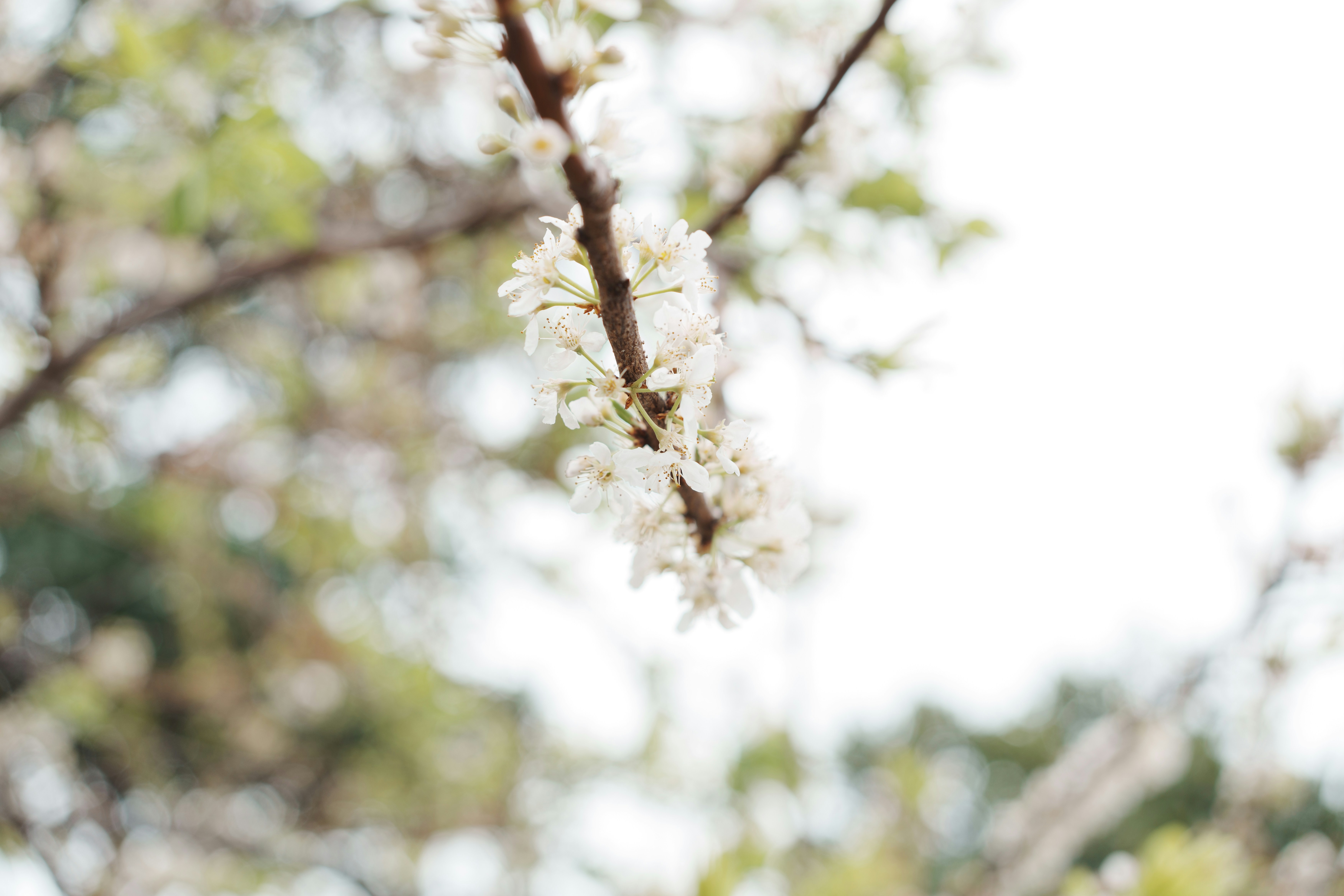 A branch of a tree with white flowers photo – Free White Image on Unsplash