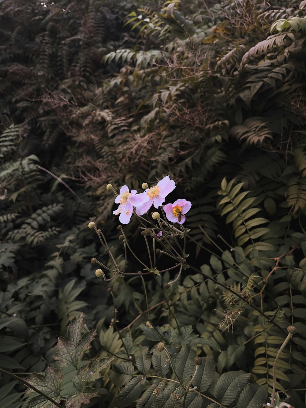 a couple of pink flowers sitting on top of a lush green forest