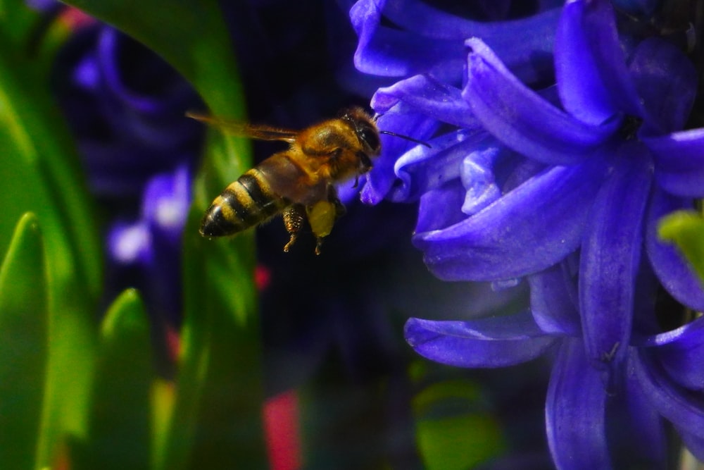 a close up of a bee on a purple flower