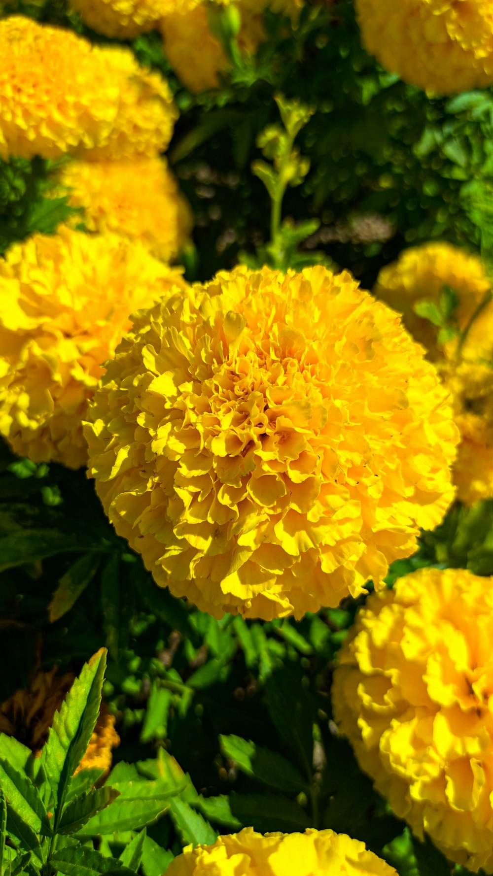 a close up of a bunch of yellow flowers