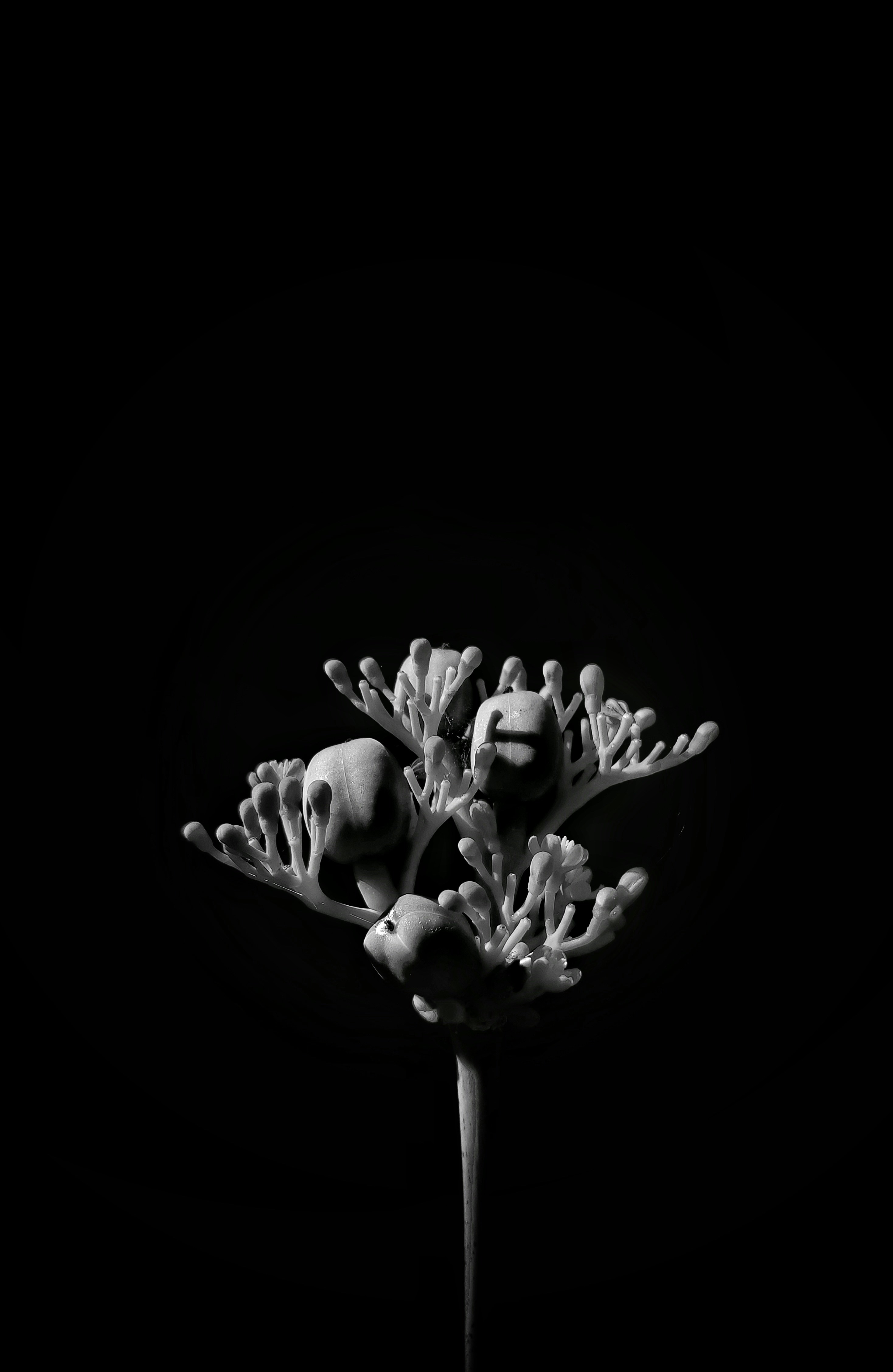 a black and white photo of a flower