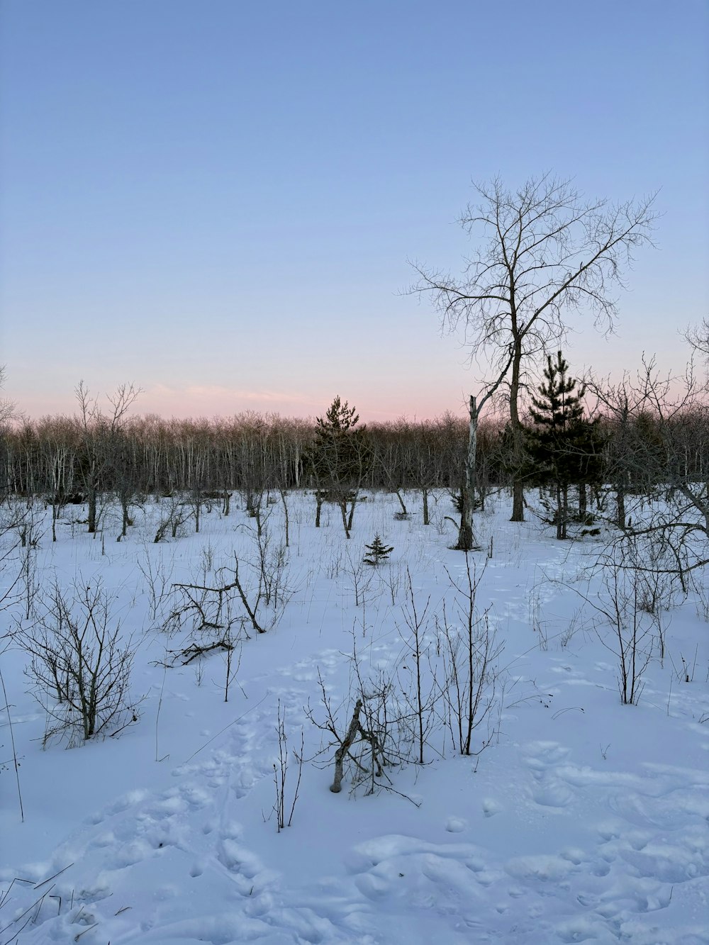 a snow covered field with trees in the distance