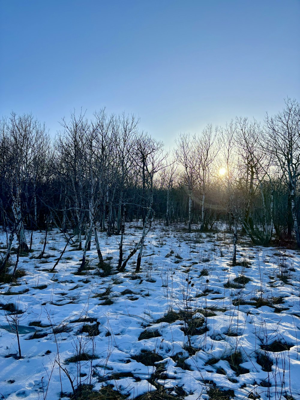 a field covered in snow with trees in the background