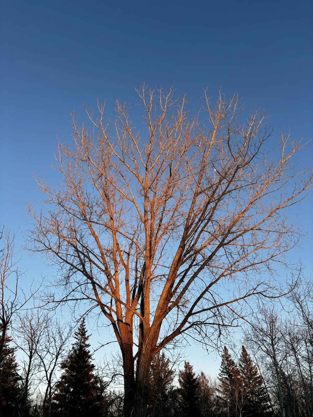 a tree with no leaves in the winter