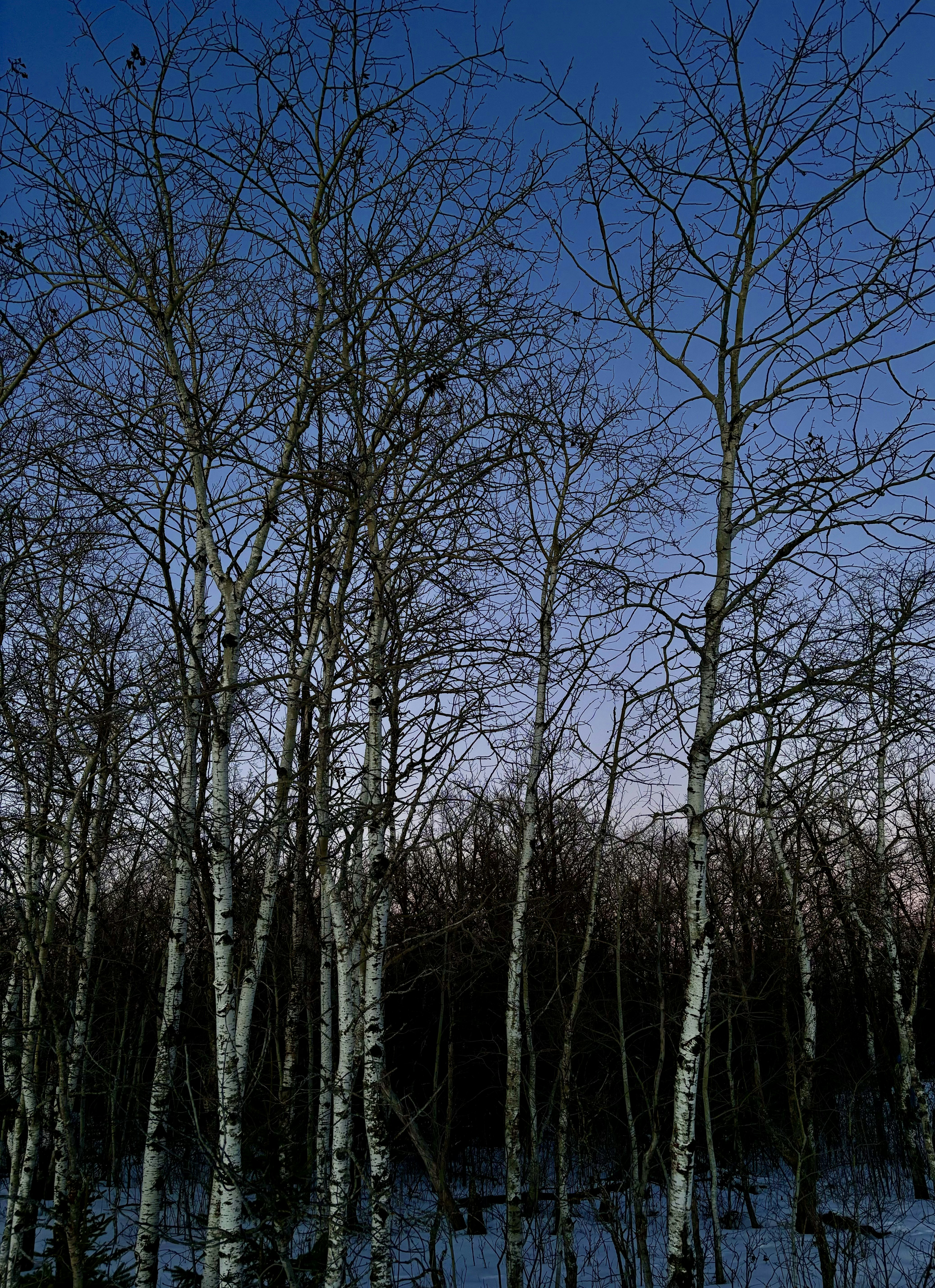 a group of trees with no leaves in the snow