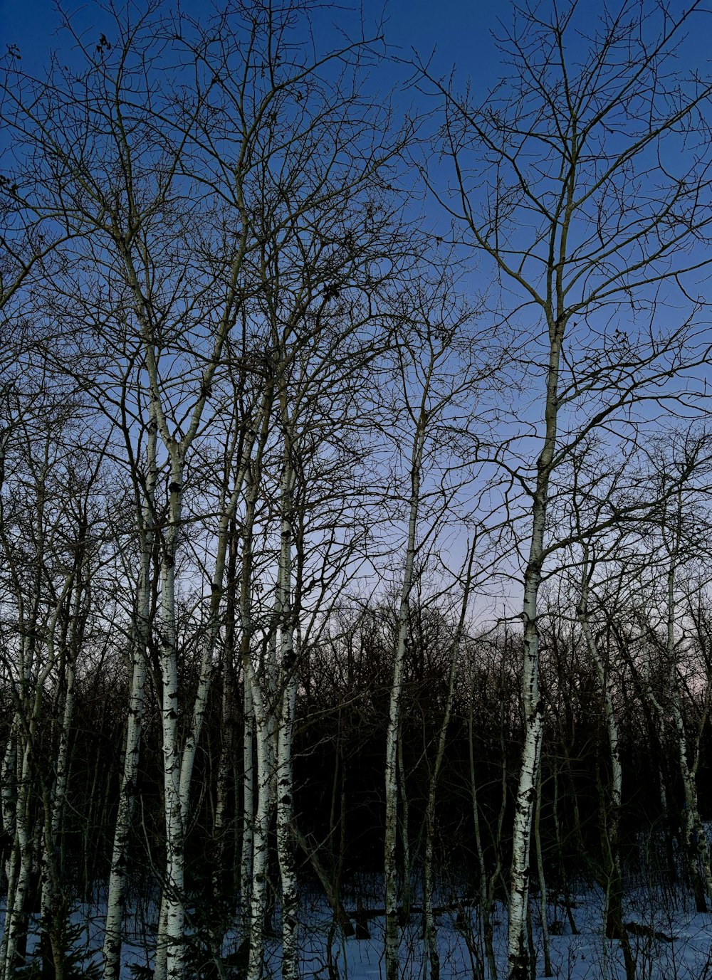 a group of trees with no leaves in the snow