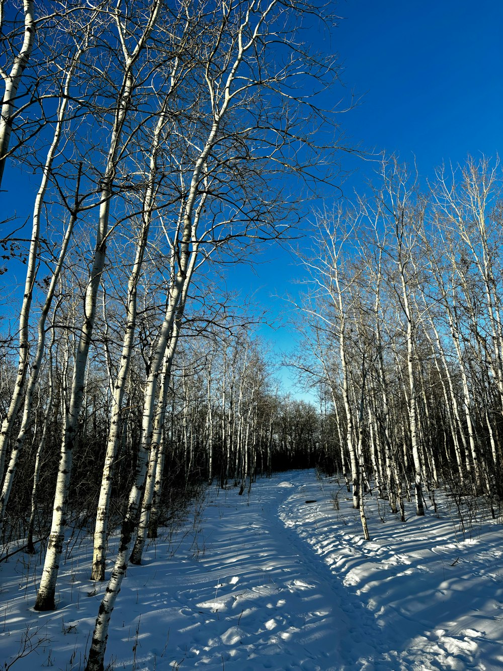 a snow covered path in the middle of a forest