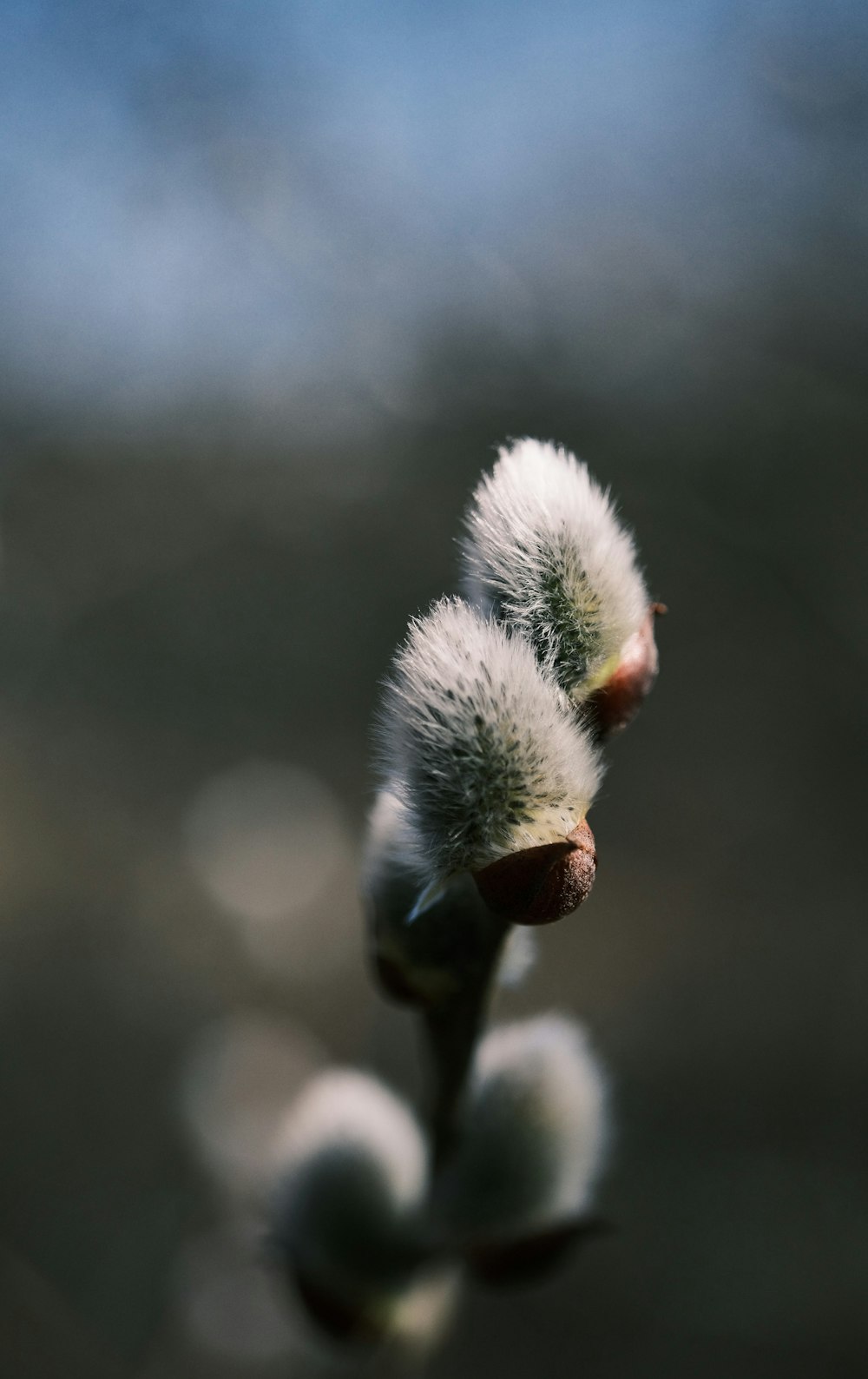 a close up of a flower with blurry background