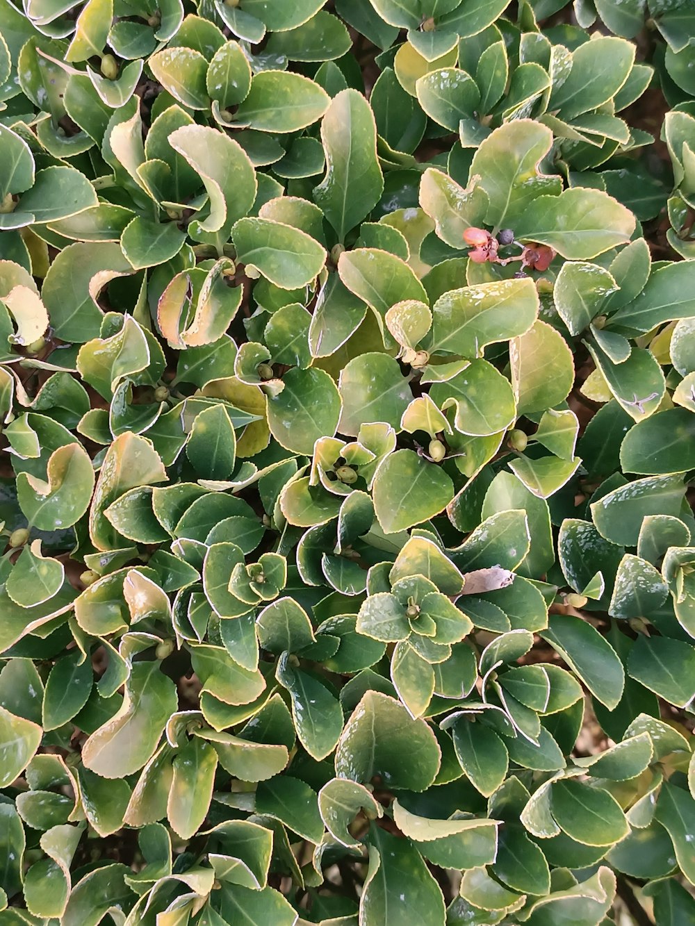 a close up of a plant with green leaves