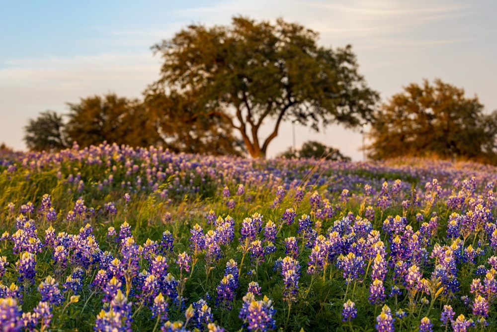 a field full of purple and yellow flowers