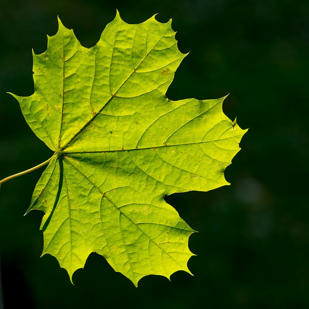 a close up of a green leaf on a tree