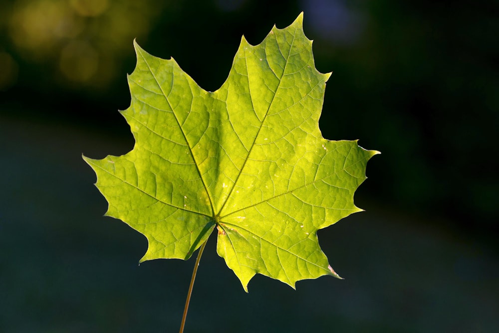 a green leaf is shown on a sunny day