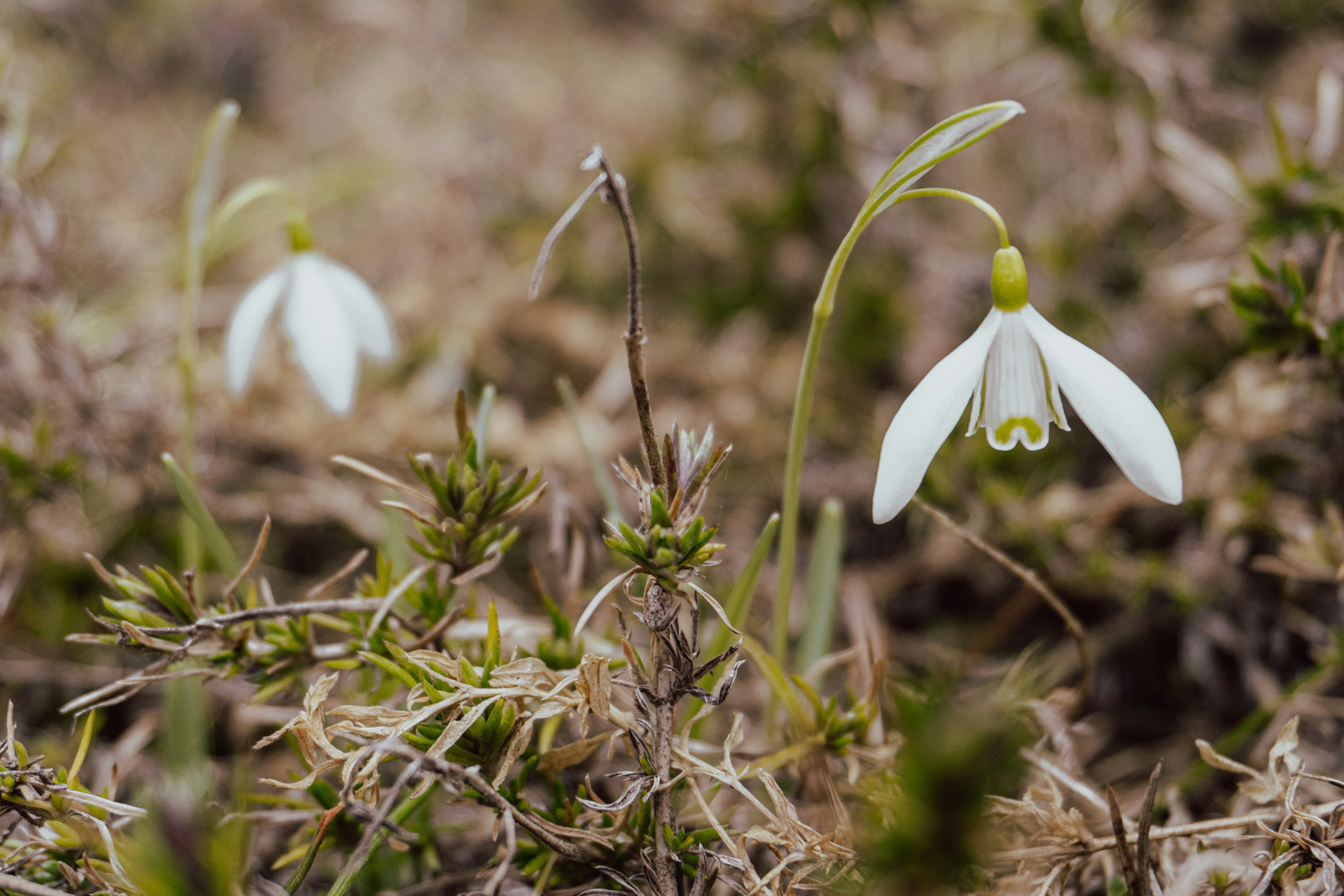 a couple of white flowers that are in the grass