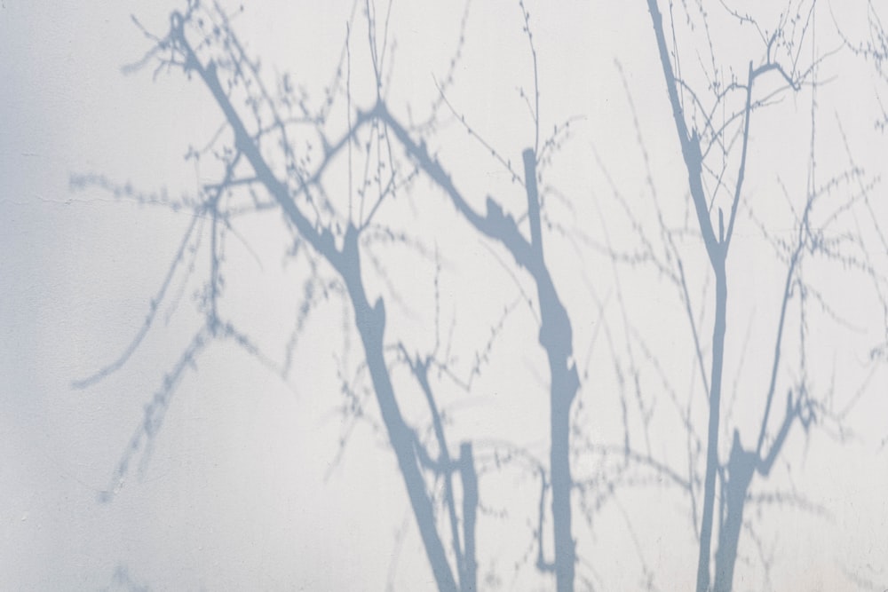 a bird is perched on a branch of a tree