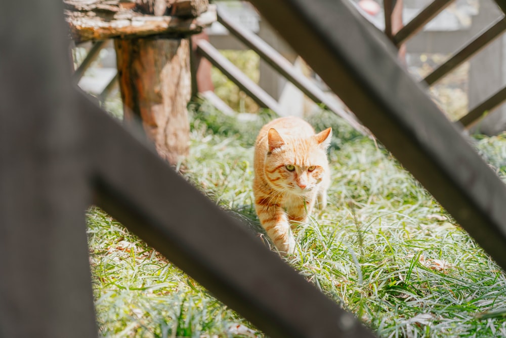 an orange and white cat walking through the grass