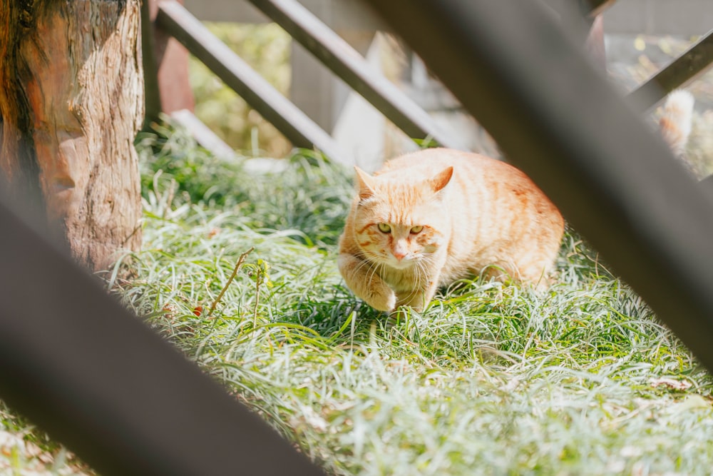 an orange cat is walking through the grass
