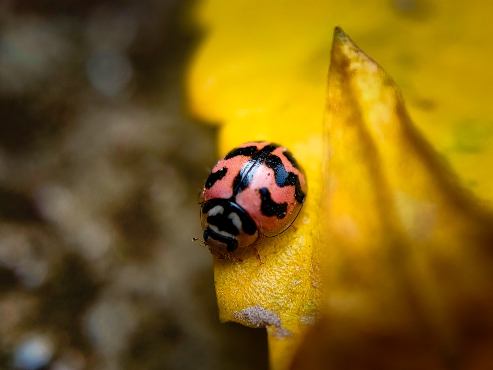 a close up of a lady bug on a flower