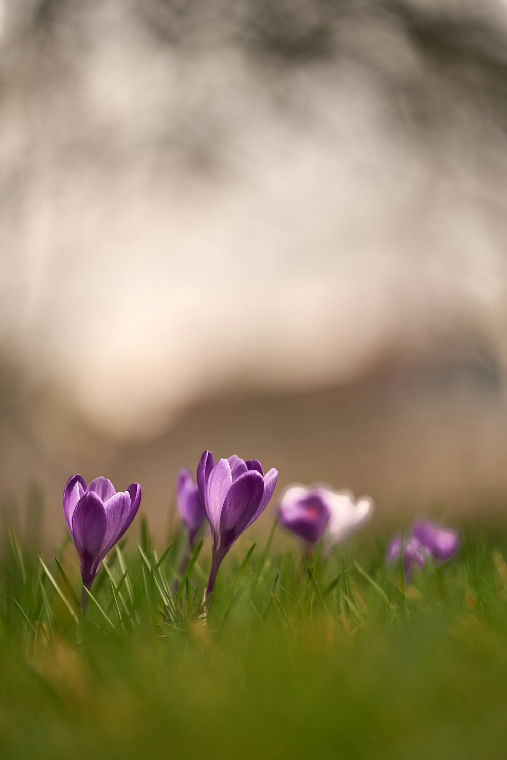 a group of purple flowers sitting on top of a lush green field