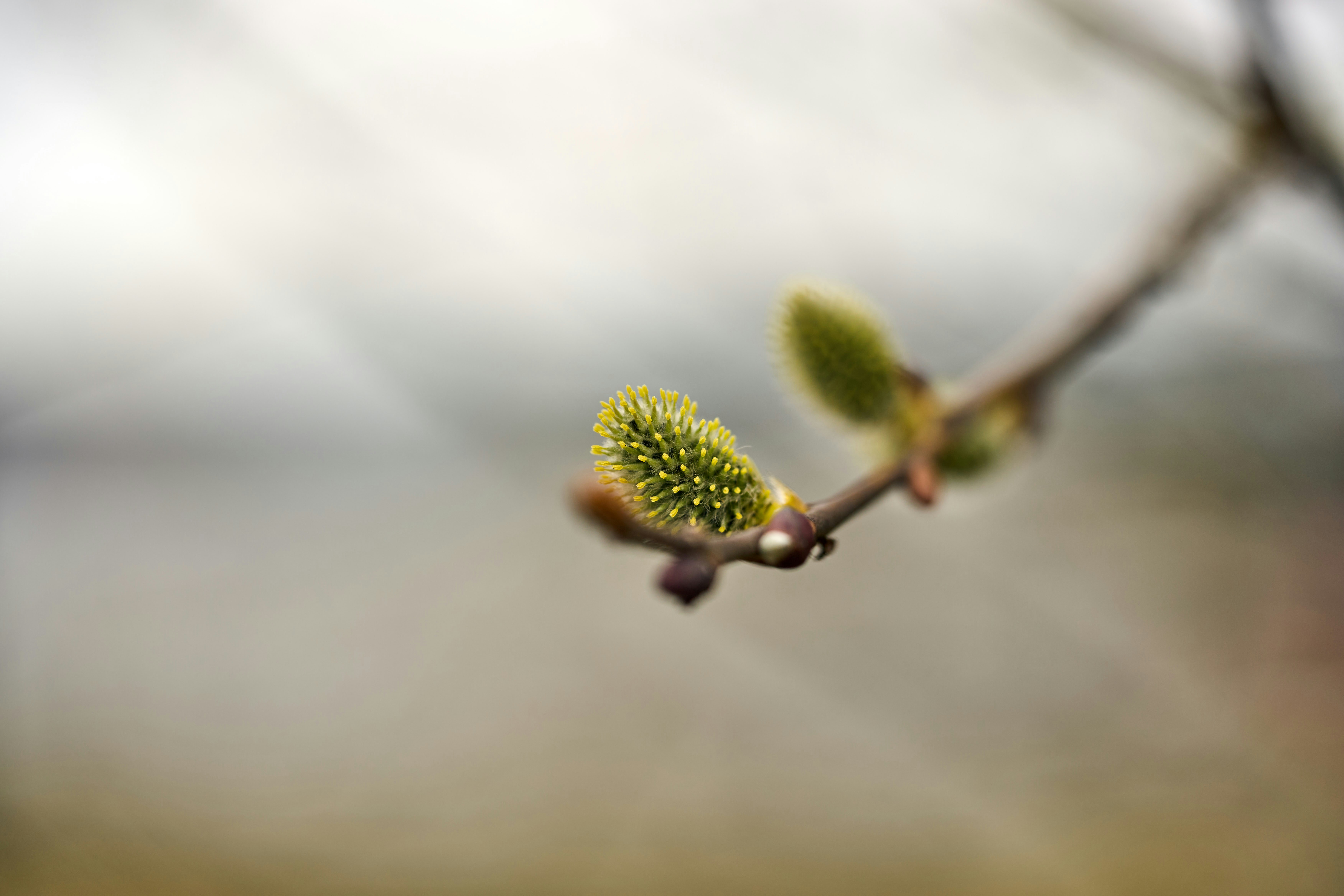 Photo by wolfgang_hasselmann