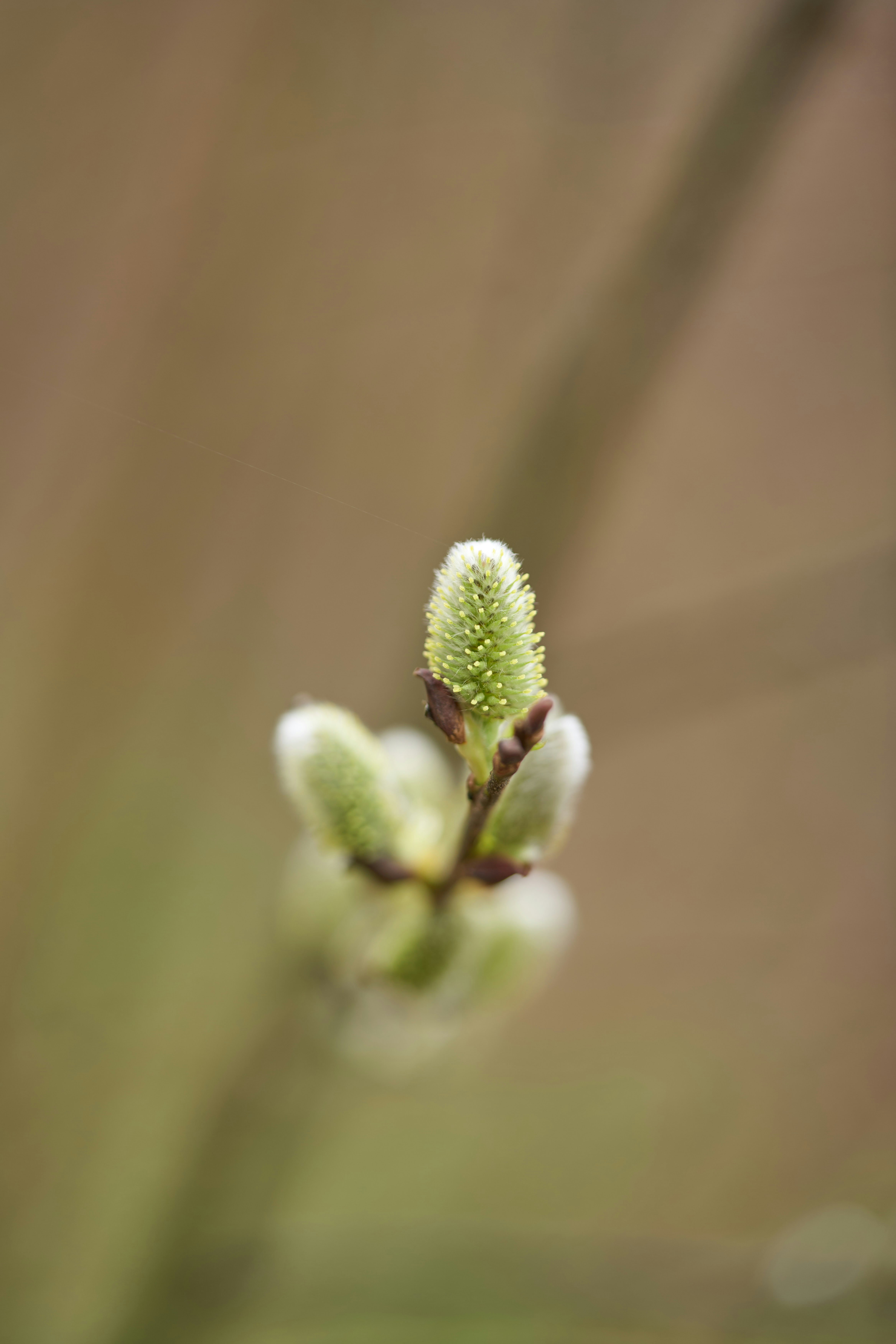 Photo by wolfgang_hasselmann