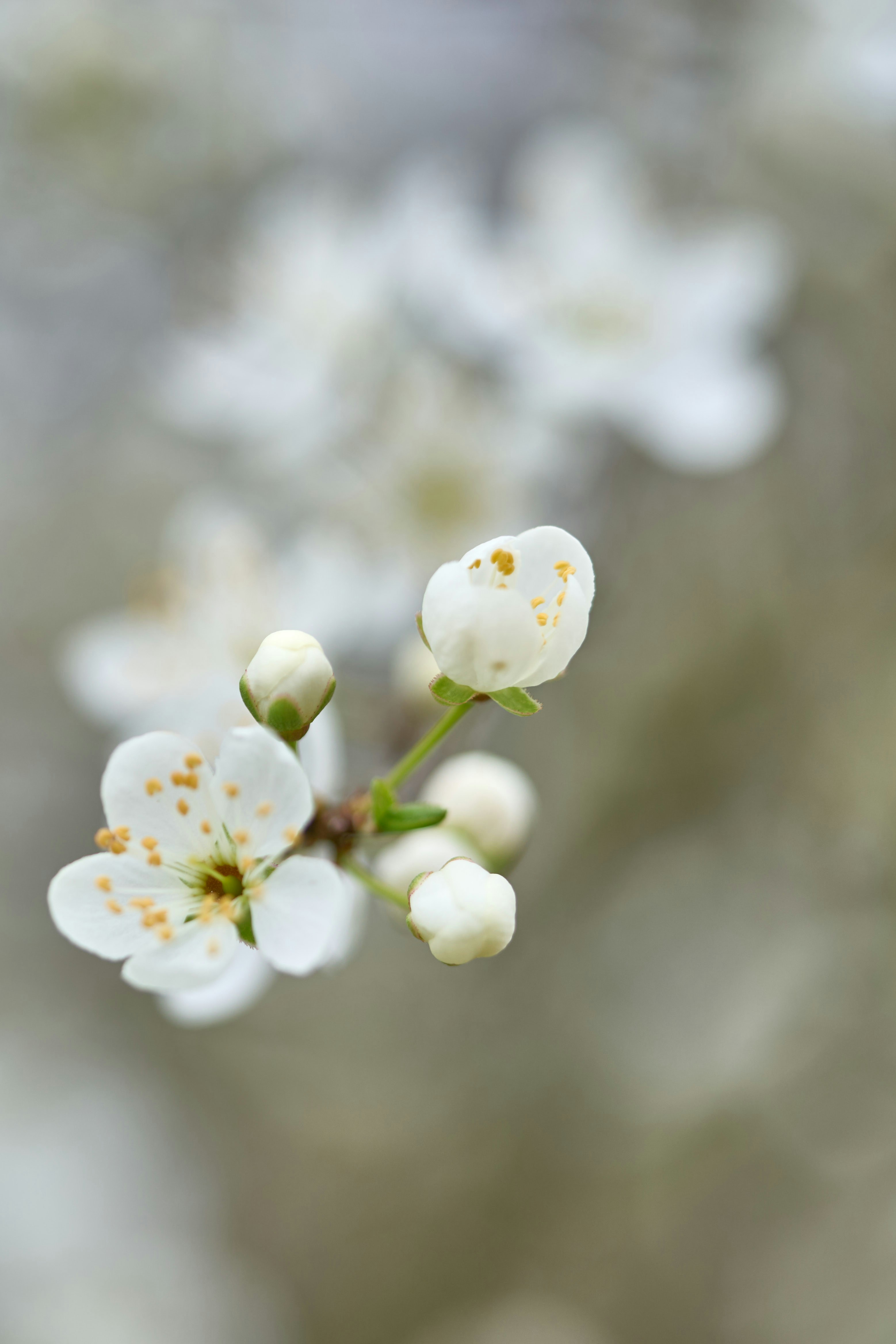 Photo by wolfgang_hasselmann