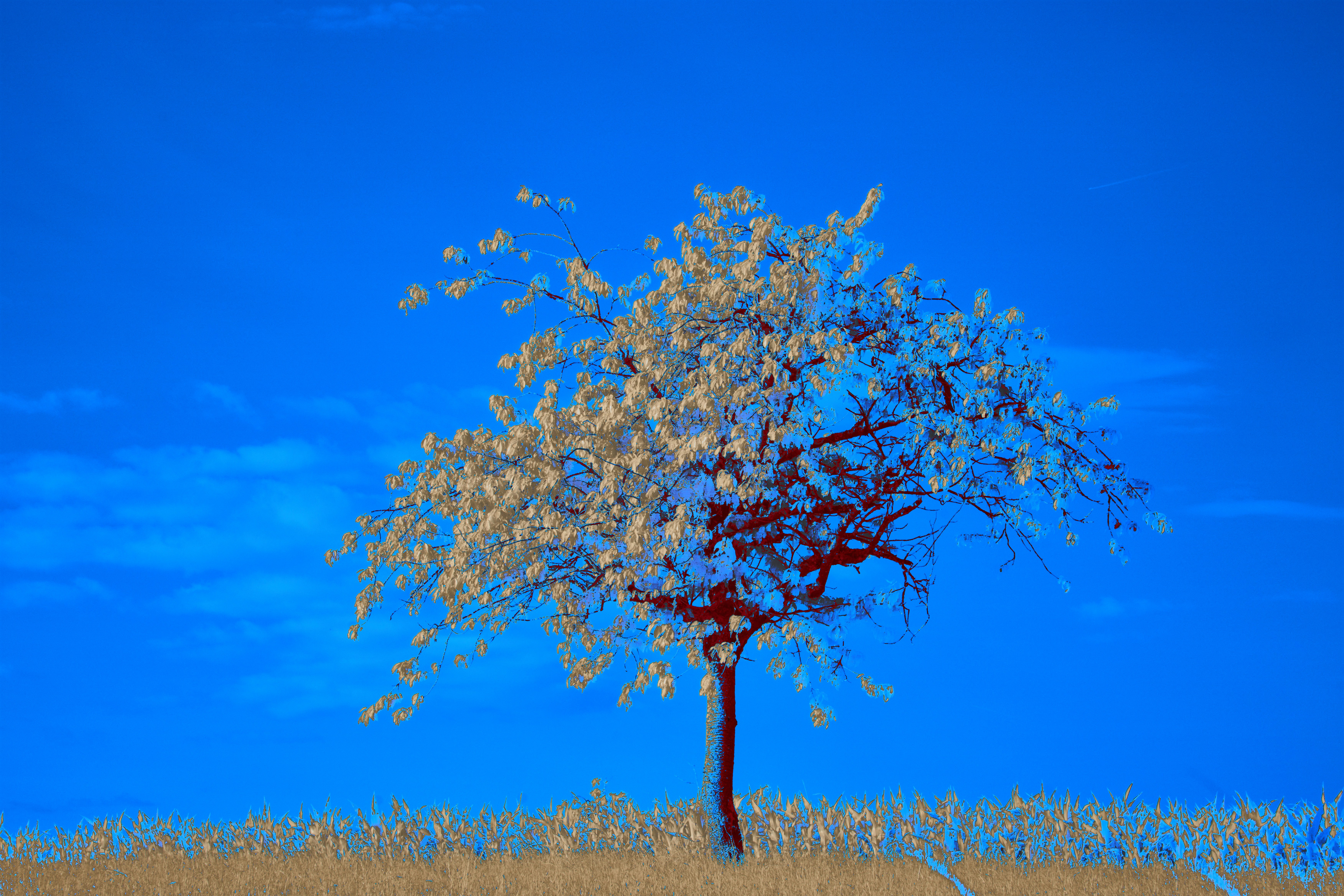 Photo by wolfgang_hasselmann