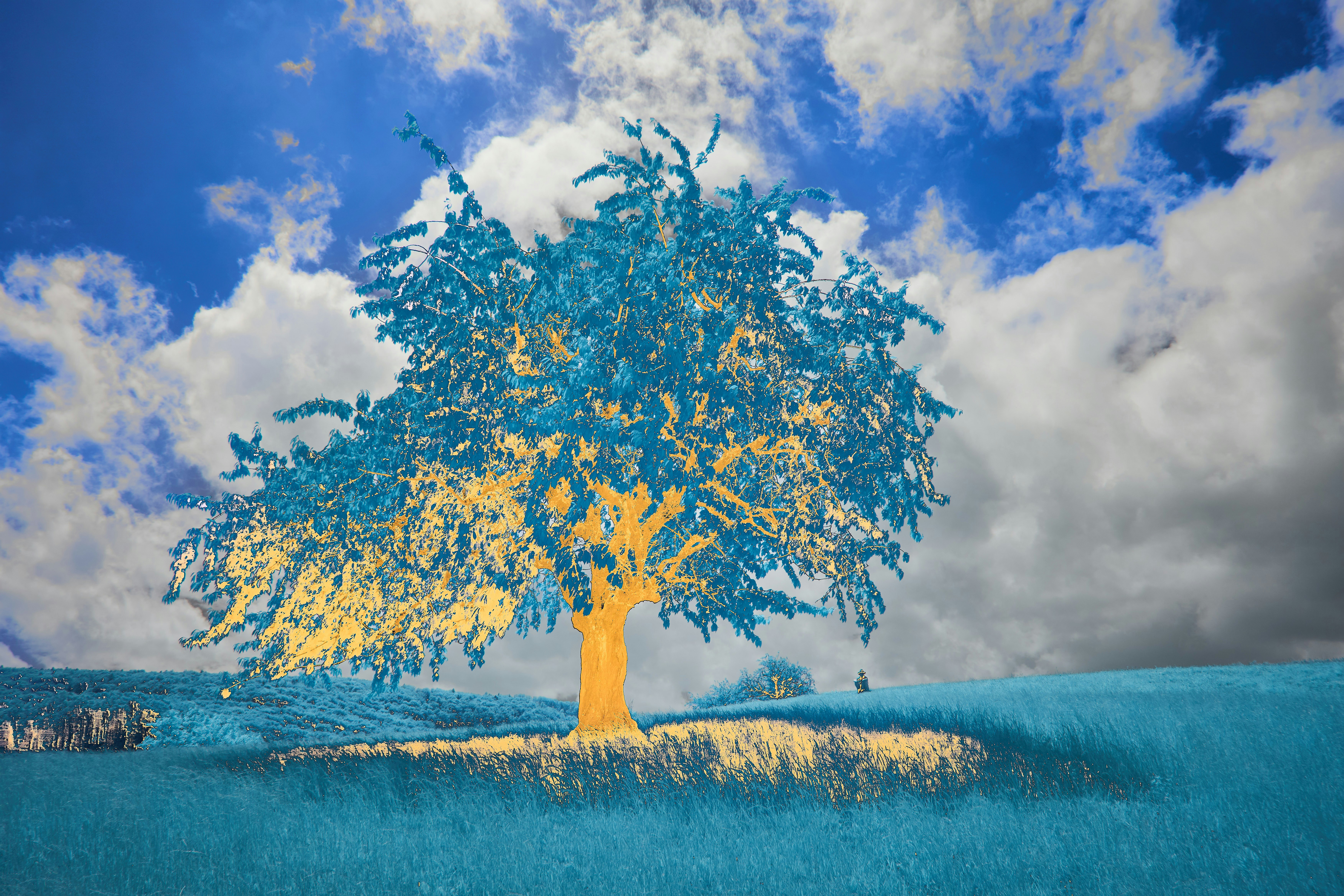 Photo by wolfgang_hasselmann