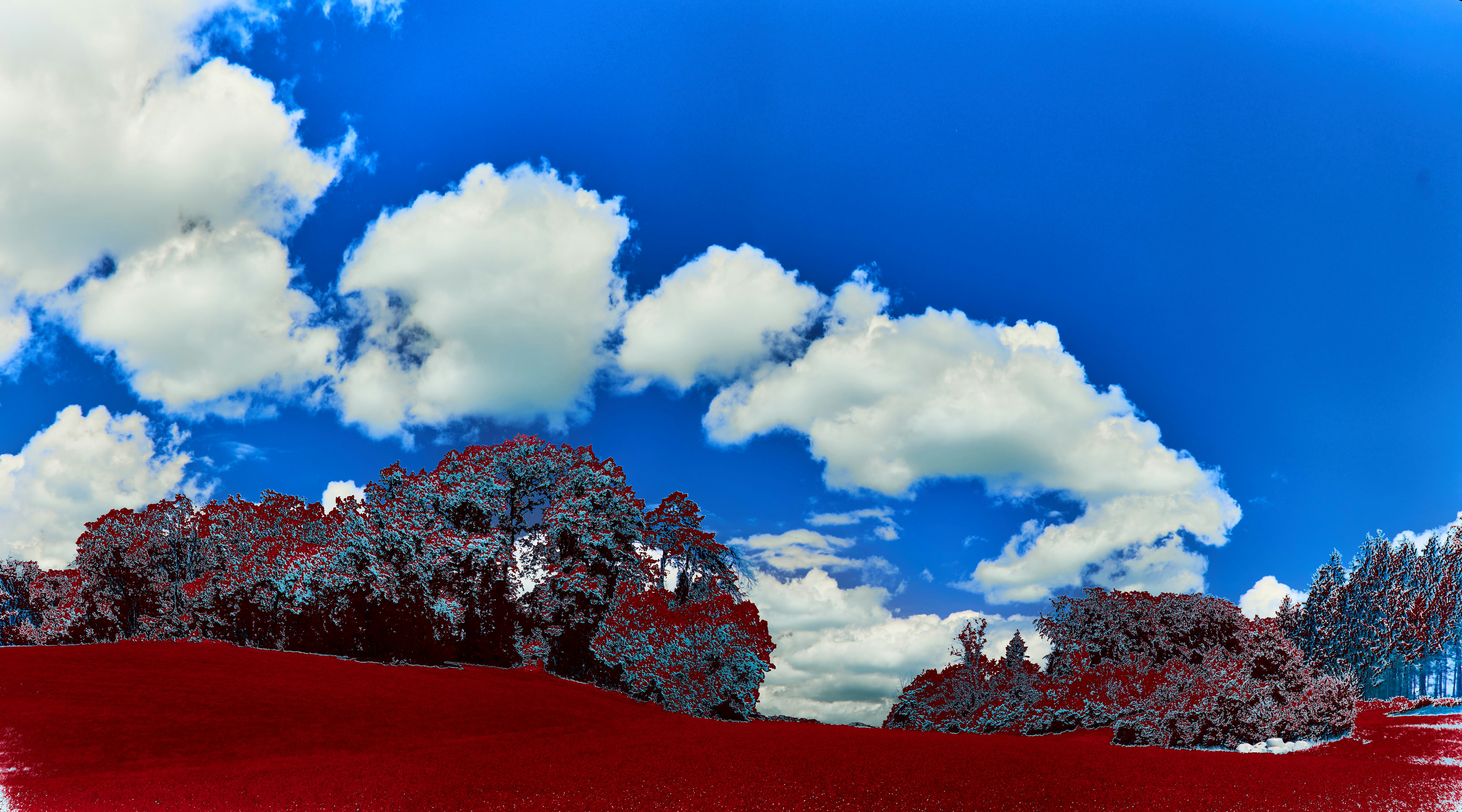 Photo by wolfgang_hasselmann