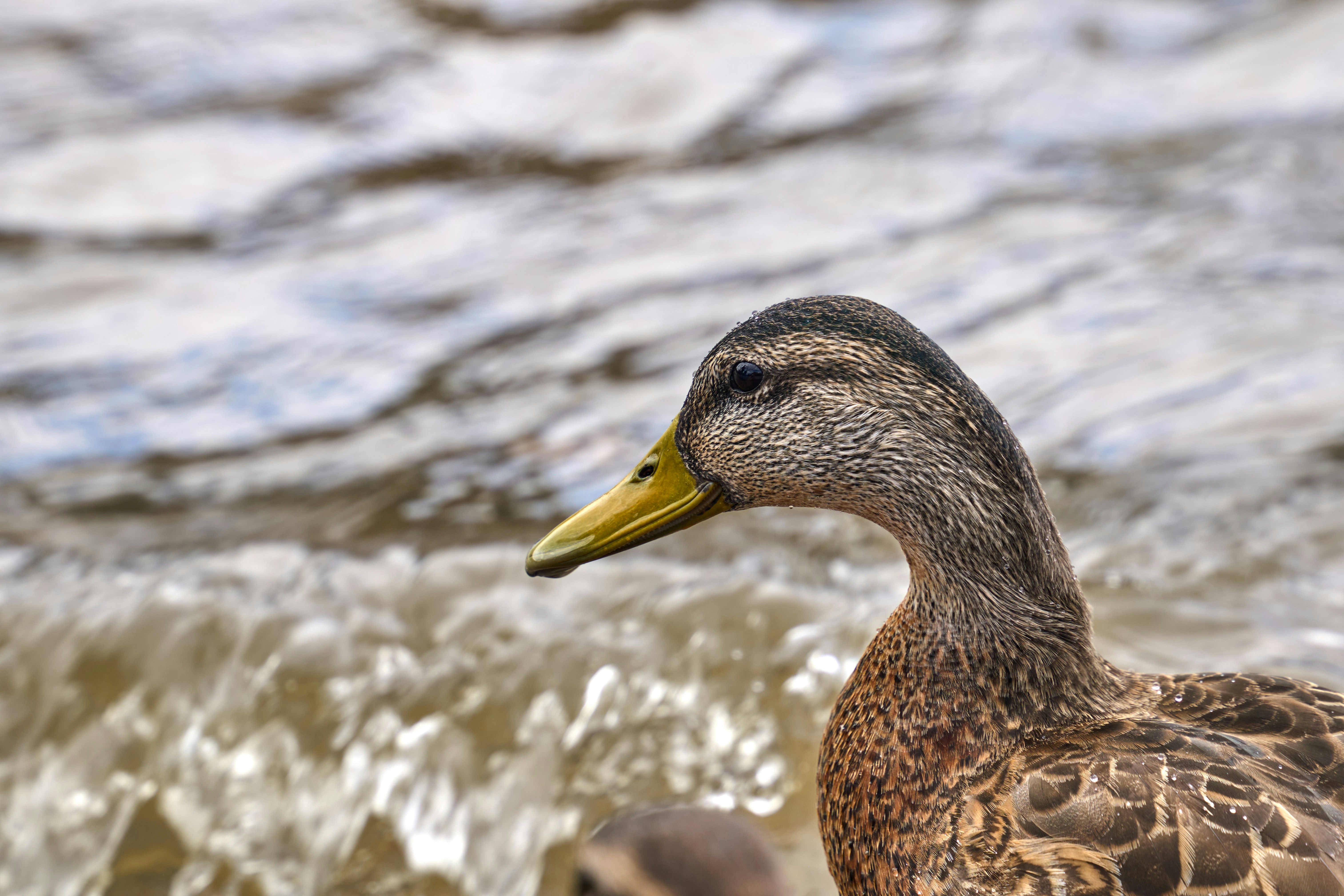 Photo by wolfgang_hasselmann