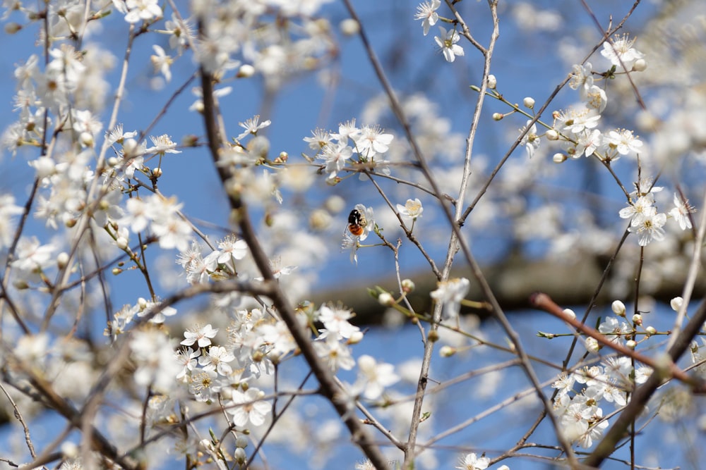 a small bird sitting on top of a tree branch