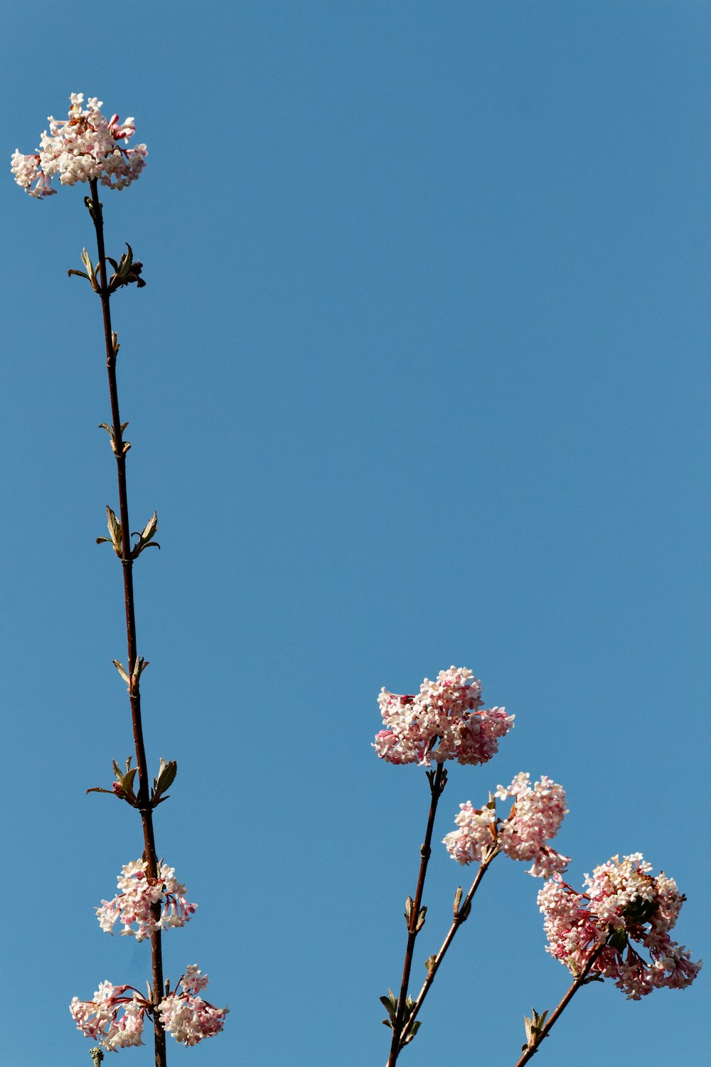 un albero con fiori rosa di fronte a un cielo blu