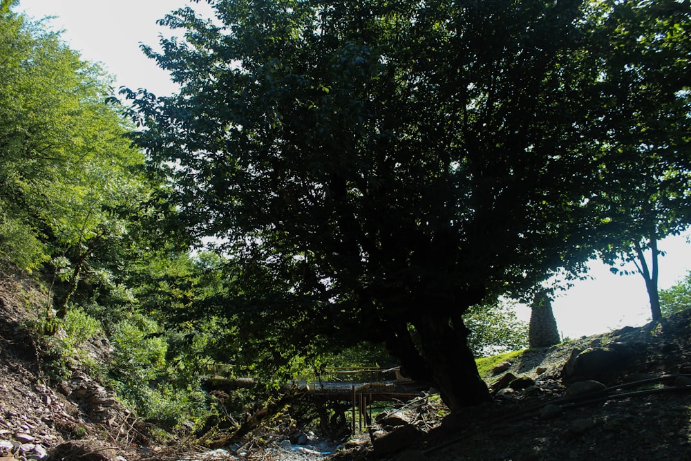 a large tree sitting on the side of a dirt road