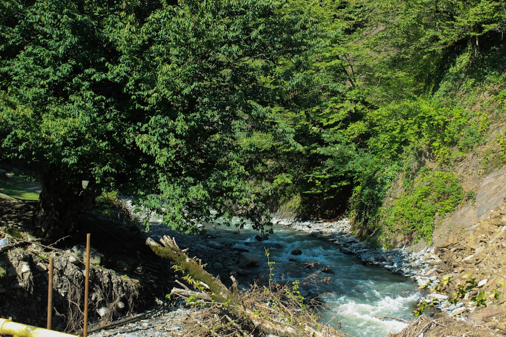 a river running through a lush green forest