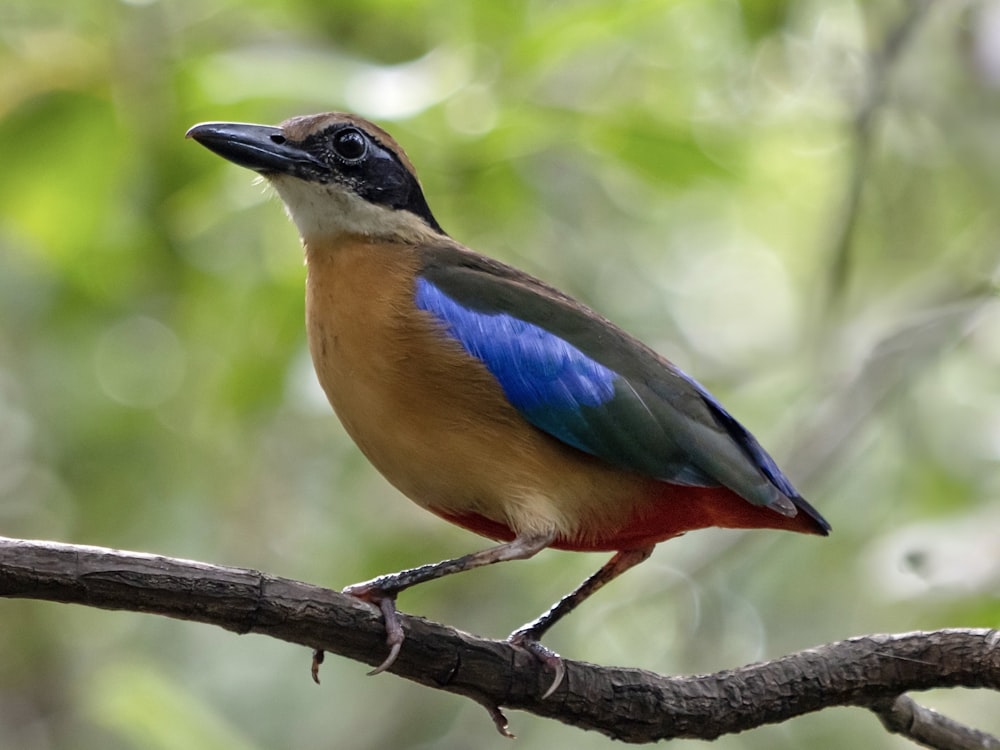 um pássaro colorido está empoleirado em um galho