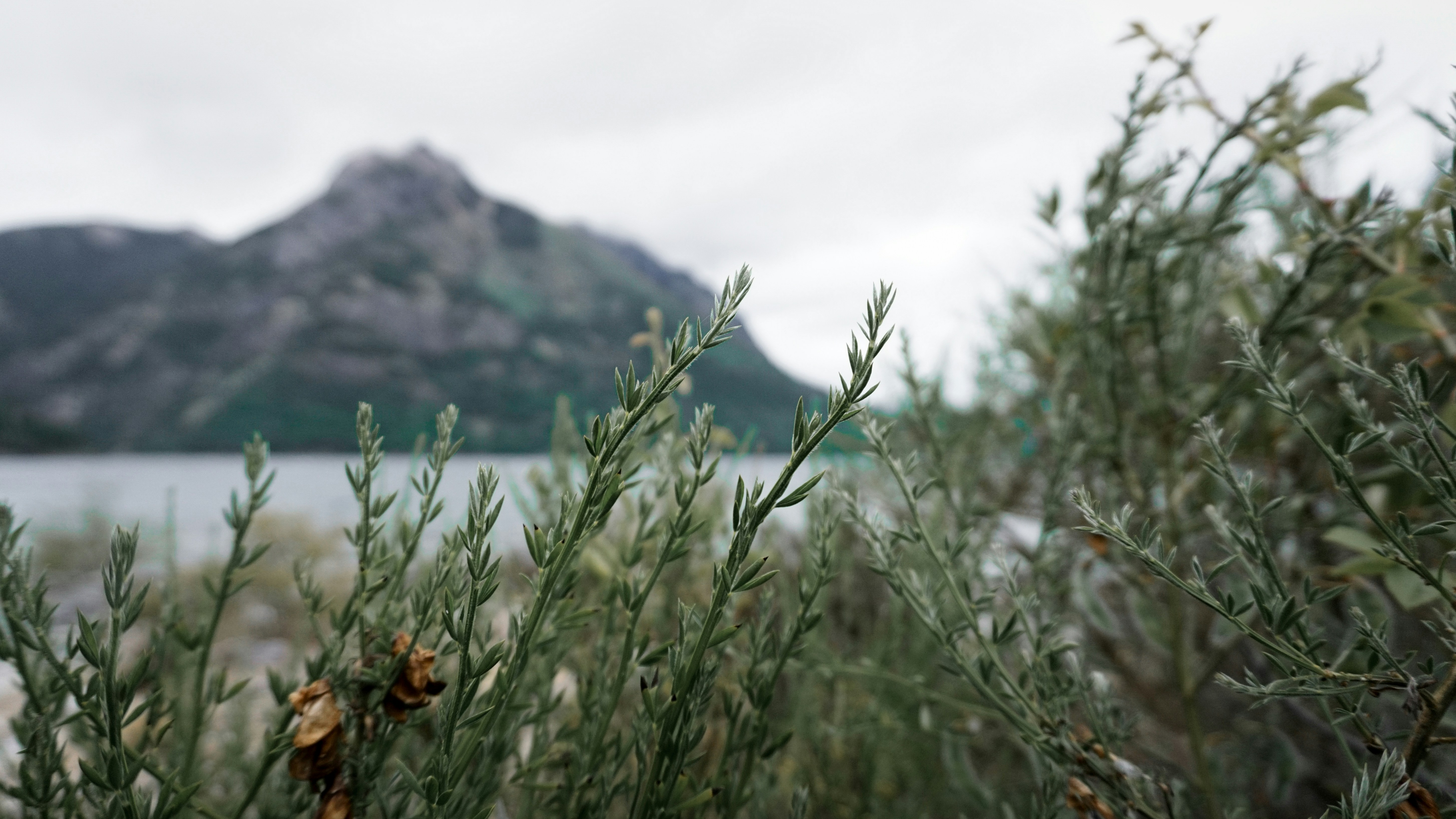 Fotomural a close up of a plant with a mountain in the background