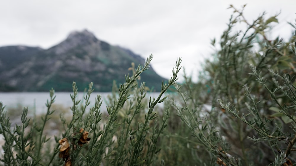 a close up of a plant with a mountain in the background