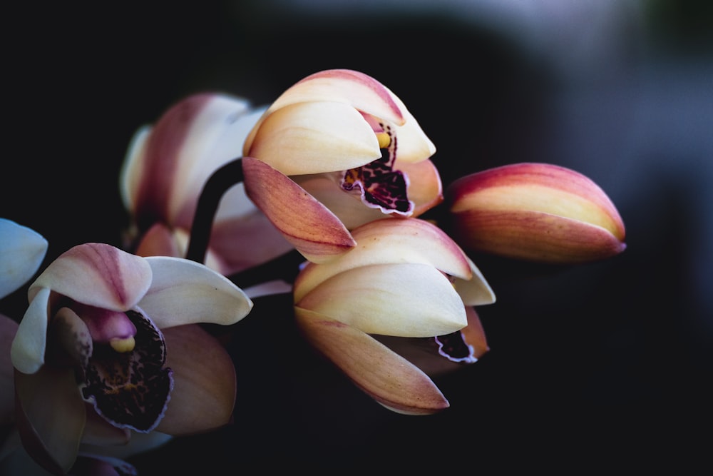 a close up of a bunch of flowers on a black background