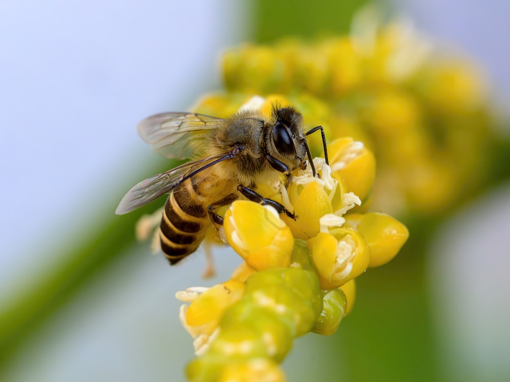 a close up of a bee on a flower